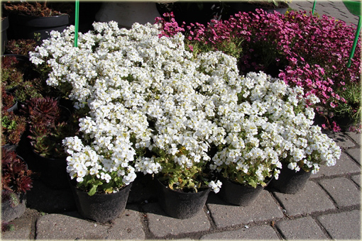 Gęsiówka Pixie Creme Arabis caucasica Pixie Creme