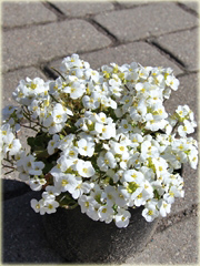 Gęsiówka Pixie Creme Arabis caucasica Pixie Creme