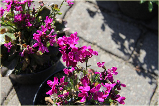 Gęsiówka Rose Delight Arabis blepharophylla Rose Delight