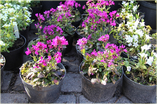 Gęsiówka Rose Delight Arabis blepharophylla Rose Delight