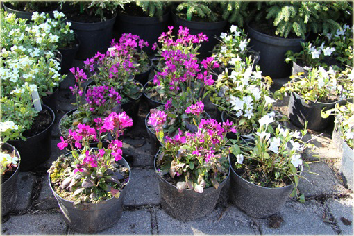 Gęsiówka Rose Delight Arabis blepharophylla Rose Delight