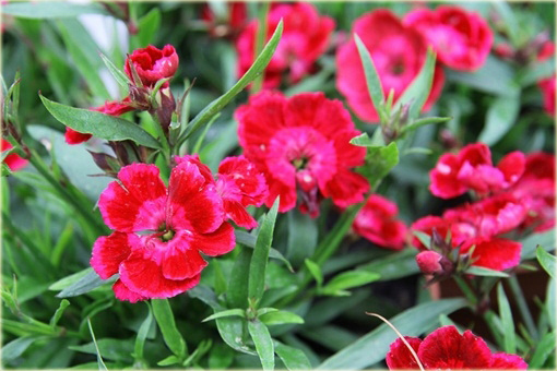 Goździk pyszny Olivia Cherry Dianthus superbus