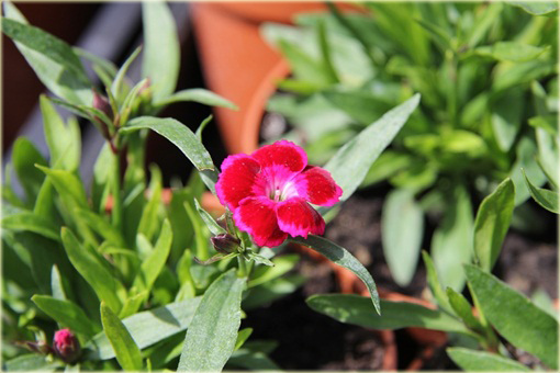 Goździk pyszny Olivia Cherry Dianthus superbus