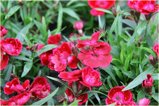 Goździk pyszny Olivia Cherry Dianthus superbus