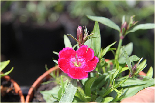 Goździk pyszny Olivia Cherry Dianthus superbus