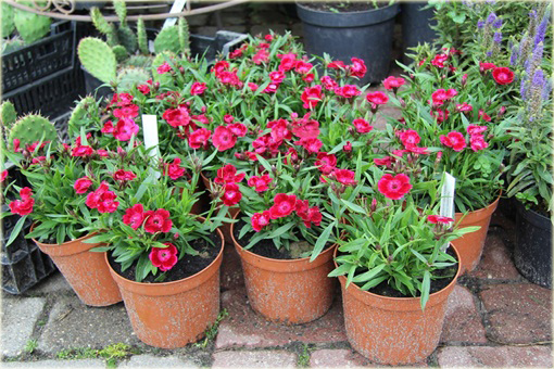 Goździk pyszny Olivia Cherry Dianthus superbus