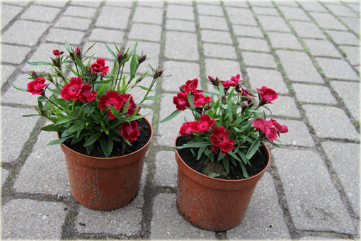 Goździk pyszny Olivia Cherry Dianthus superbus