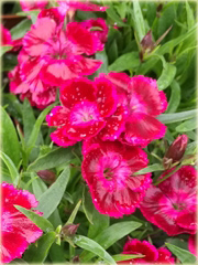 Goździk pyszny Olivia Cherry Dianthus superbus
