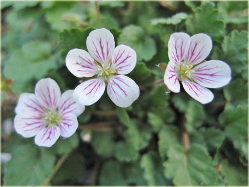 Iglica biała Erodium variabile