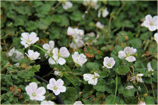 Iglica biała Erodium variabile