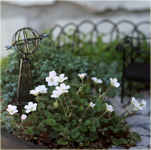 Iglica biała Erodium variabile