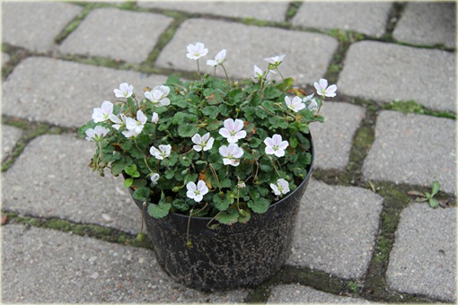 Iglica biała Erodium variabile