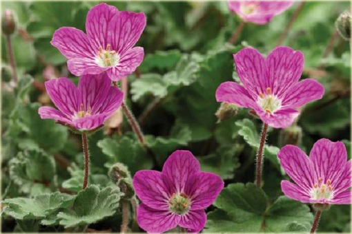 Iglica Bishop's Form Erodium variabile