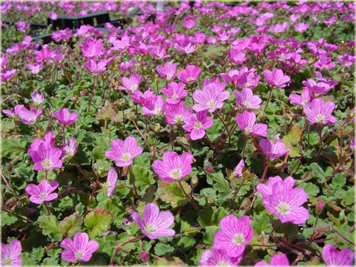 Iglica Bishop's Form Erodium variabile