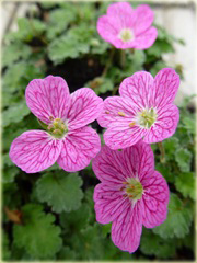 Iglica Bishop's Form Erodium variabile
