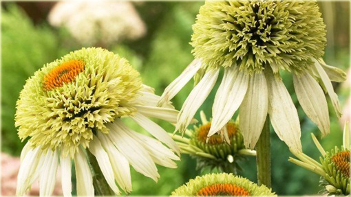 Jeżówka Coconut Lime Echinacea