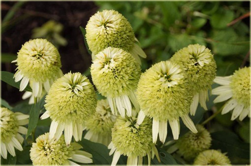 Jeżówka Coconut Lime Echinacea