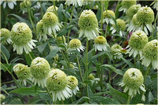 Jeżówka Coconut Lime Echinacea