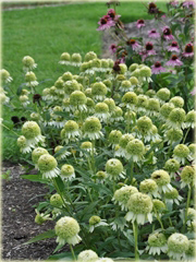 Jeżówka Coconut Lime Echinacea
