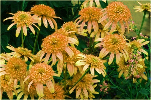 Jeżówka pełna Marmalade Echinacea