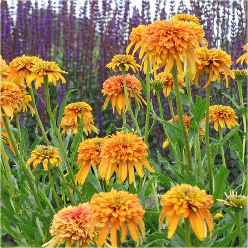 Jeżówka pełna Marmalade Echinacea