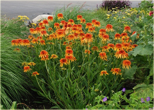 Jeżówka pełna Marmalade Echinacea