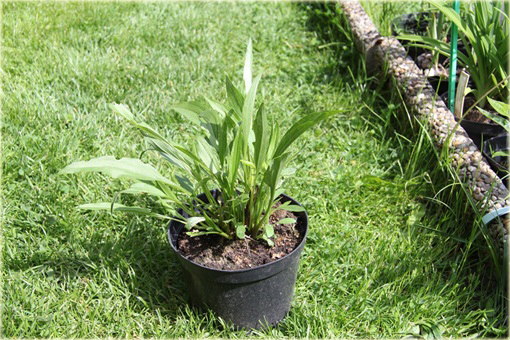 Jeżówka pełna Marmalade Echinacea