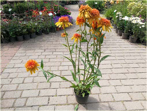 Jeżówka pełna Marmalade Echinacea