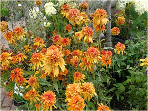 Jeżówka pełna Marmalade Echinacea