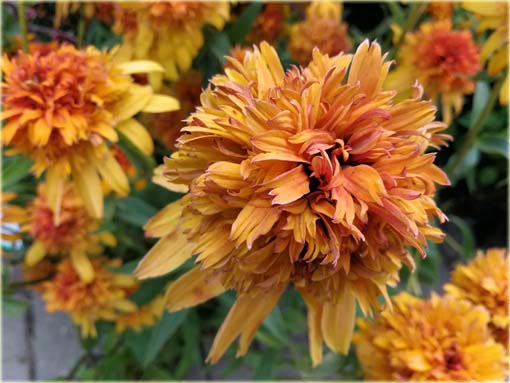 Jeżówka pełna Marmalade Echinacea