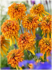 Jeżówka pełna Marmalade Echinacea