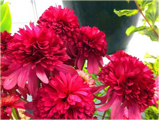 Jeżówka purpurowa Cranberry Cupcake Echinacea purpurea