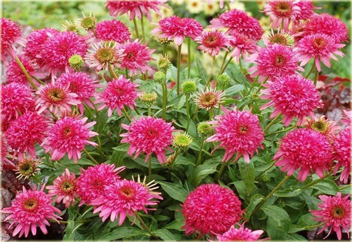 Jeżówka purpurowa Cranberry Cupcake Echinacea purpurea