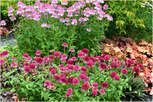 Jeżówka purpurowa Cranberry Cupcake Echinacea purpurea