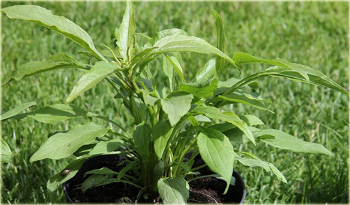 Jeżówka purpurowa Cranberry Cupcake Echinacea purpurea