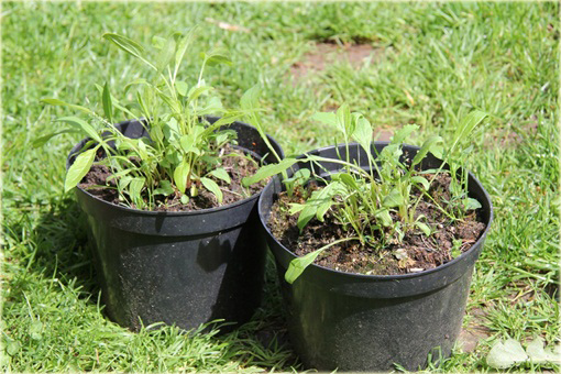 Jeżówka purpurowa Cranberry Cupcake Echinacea purpurea