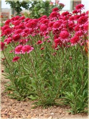 Jeżówka purpurowa Cranberry Cupcake Echinacea purpurea