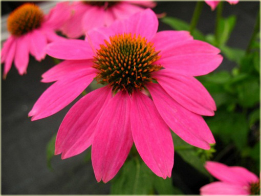 Jeżówka purpurowa Pow Wow Wild Berry Echinacea purpurea