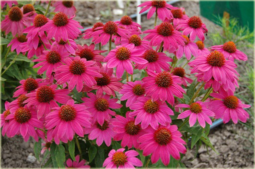 Jeżówka purpurowa Pow Wow Wild Berry Echinacea purpurea