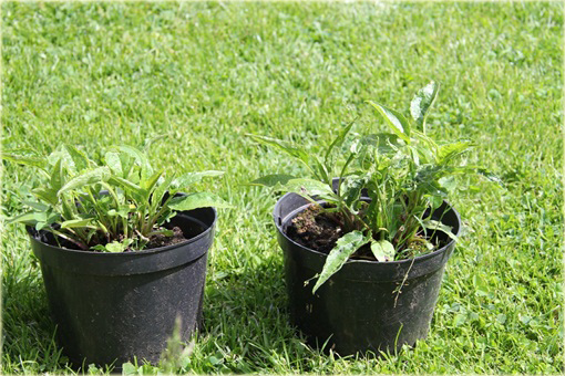 Jeżówka purpurowa Pow Wow Wild Berry Echinacea purpurea