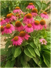 Jeżówka purpurowa Pow Wow Wild Berry Echinacea purpurea