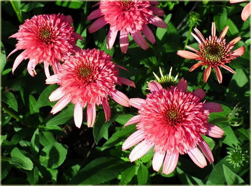 Jeżówka Secret Passion Echinacea
