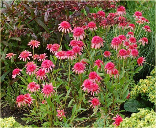 Jeżówka Secret Passion Echinacea