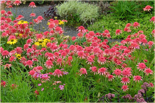 Jeżówka Secret Passion Echinacea