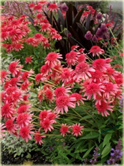 Jeżówka Secret Passion Echinacea