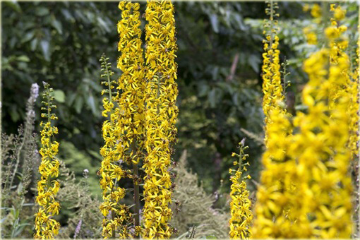 Języczka Przewalskiego Ligularia przewalskii 