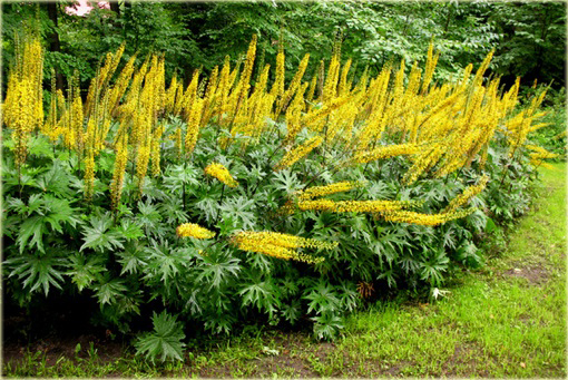 Języczka Przewalskiego Ligularia przewalskii 