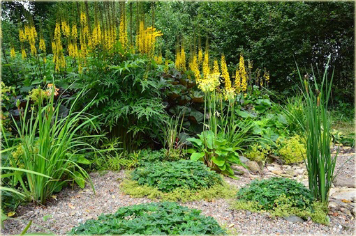 Języczka Przewalskiego Ligularia przewalskii 