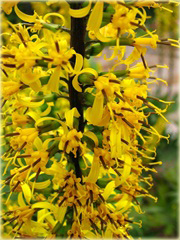 Języczka Przewalskiego Ligularia przewalskii 