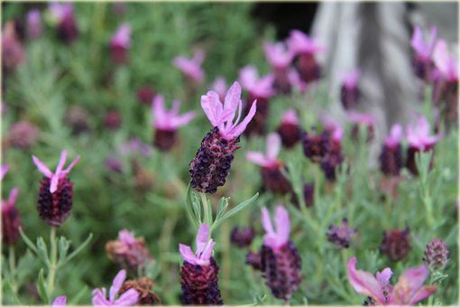Lawenda francuska Lavandula stoechas
